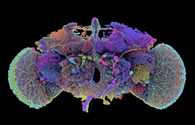 Map of Fruit Fly Brain